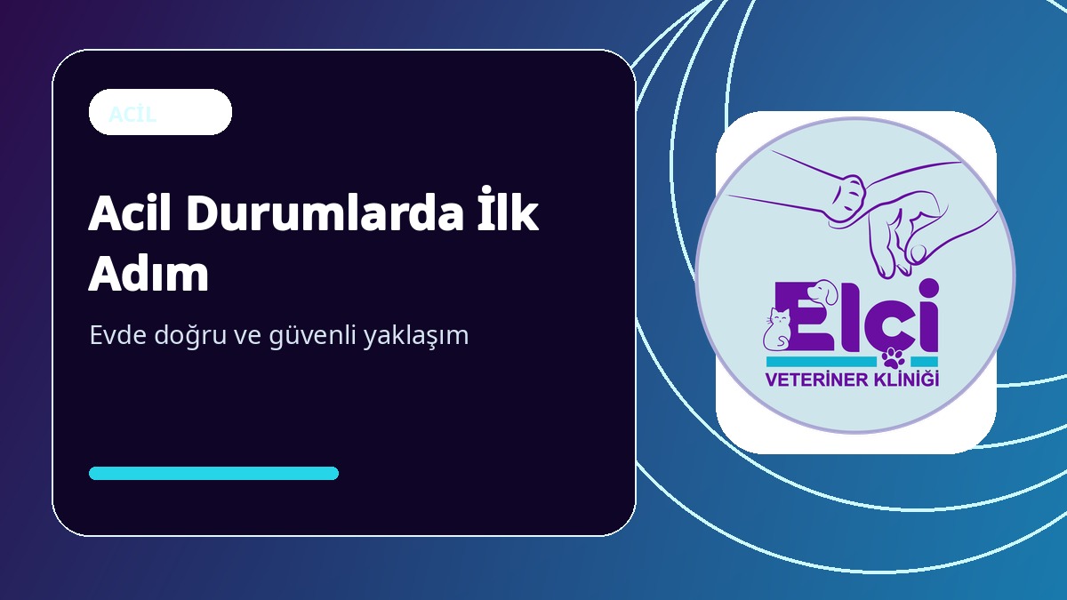 Kedi ve Köpeklerde Acil Durum: Kliniğe Gidene Kadar Güvenli İlk Adımlar