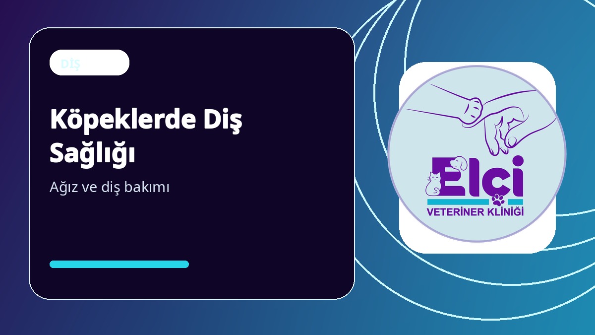 Köpeklerde Diş Taşı Temizliği Neden Önemli?