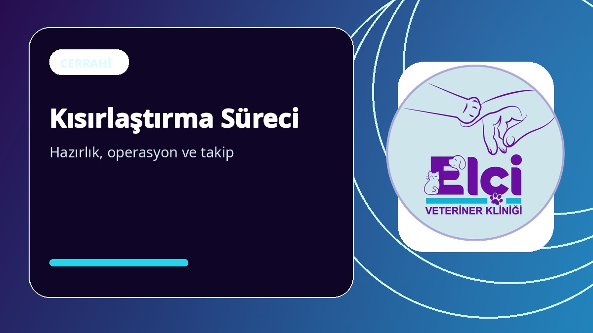 Kedi ve Köpeklerde Kısırlaştırma: Öncesi, Sonrası ve Sık Sorulanlar